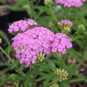 Achillea 'Apple Blossom'  (Apfelblute) ---